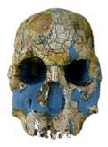 Fossil Hominids : the Evidence for Human Evolution