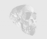A Look at Modern Human Origins